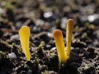 Clavaria argillacea 15, Heideknotszwam, Saxifraga-Luuk Vermeer