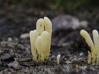 Clavaria argillacea 16, Heideknotszwam, Saxifraga-Luuk Vermeer