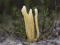 Clavaria argillacea 23, Heideknotszwam, Saxifraga-Jan Nijendijk