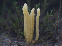 Clavaria argillacea 24, Heideknotszwam, Saxifraga-Jan Nijendijk