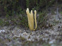Clavaria argillacea 25, Heideknotszwam, Saxifraga-Jan Nijendijk