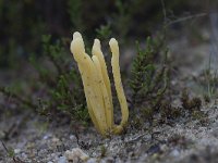 Clavaria argillacea 26, Heideknotszwam, Saxifraga-Jan Nijendijk