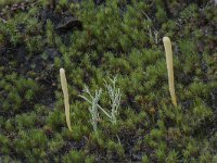Clavaria argillacea 27, Heideknotszwam, Saxifraga-Willem van Kruijsbergen