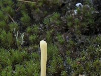 Clavaria argillacea 28, Heideknotszwam, Saxifraga-Willem van Kruijsbergen
