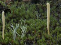 Clavaria argillacea 30, Heideknotszwam, Saxifraga-Willem van Kruijsbergen