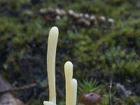 Clavaria argillacea 33, Heideknotszwam, Saxifraga-Willem van Kruijsbergen