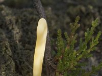 Clavaria argillacea 35, Heideknotszwam, Saxifraga-Willem van Kruijsbergen