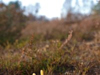 Clavaria argillacea 4, Heideknotszwam, Saxifraga-Hans Dekker
