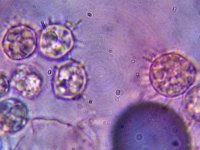 Clavaria asterospora 1, Witte sterspoorknotszwam, Micro, Saxifraga-Lucien Rommelaars