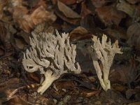 Clavulina cinerea 5, Asgrauwe koraalzwam, Saxifraga-Willem van Kruijsbergen