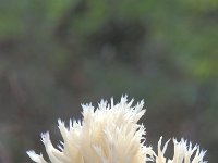 Clavulina coralloides 1, Witte koraalzwam, Saxifraga-Jan de Laat