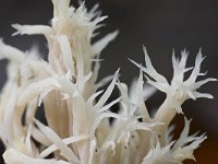 Clavulina coralloides 10, Witte koraalzwam, Saxifraga-Luuk Vermeer