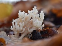 Clavulina coralloides 14, Witte koraalzwam, Saxifraga-Luuk Vermeer