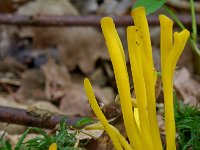 Clavulinopsis helveola 3, Gele knotszwam, Saxifraga-Lucien Rommelaars
