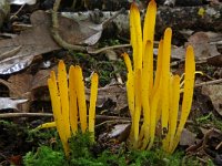 Clavulinopsis helveola 4, Gele knotszwam, Saxifraga-Lucien Rommelaars