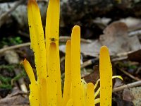 Clavulinopsis helveola 5, Gele knotszwam, Saxifraga-Lucien Rommelaars
