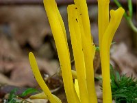 Clavulinopsis helveola 7, Gele knotszwam, Saxifraga-Lucien Rommelaars