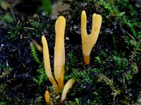 Clavulinopsis luteoalba 2, Verblekende knotszwam, Saxifraga-Lucien Rommelaars