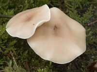 Clitocybe fragrans 1, Slanke anijstrechterzwam, Saxifraga-Willem van Kruijsbergen