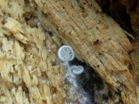 Clitopilus scyphoides f omphaliformis 1, Kleine molenaar, Saxifraga-Lucien Rommelaars