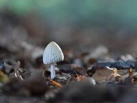 Coprinellus xanthothrix 1, Kleine viltinktzwam, Saxifraga-Luuk Vermeer