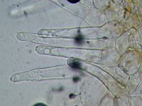 Coprinus callinus 2, Slanke donsinktzwam, Micro, Saxifraga-Lucien Rommelaars