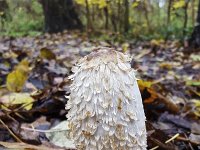 Shaggy ink cap (Coprinus comatus)  Shaggy ink cap (Coprinus comatus) : autumn, autumnal, Coprinus comatus, fall, fungus, growth, inkcap, lawyer's wig, leaf, leaves, mushroom, natural, nature, shaggy ink cap, shaggy mane, white, no people, nobody, outdoors, outside