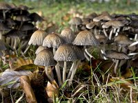 Coprinus micaceus, Gewone glimmerinktzwam  Coprinus micaceus, Gewone glimmerinktzwam : Amelisweerd, autumn, Coprin micacé, Coprinus micaceus, edible, eetbaar, fall, funghi, fungus, Gewone glimmerinktzwam, Glimmertintling, Glistening Inkcap, herfst, Mica Cap, Mica ink cap, mushrooms, nature, natuur, Nederland, paddenstoel, paddenstoelen, the Netherlands, Utrecht, detail, hoed, hood, cap, abstract, dichtbij, close, close-up, inkt, inc, zwart, black, herfsttafereel, groep, group, bladeren, herfstbladeren, leafs, gras, grass, paddestoel, paddestoelen