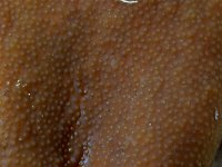 Cordyceps ophioglossoides 5, Zwarte truffelknotszwam, Saxifraga-Lucien Rommelaars