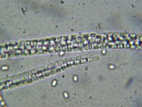 Cordyceps ophioglossoides 9, Zwarte truffelknotszwam, Micro, Saxifraga-Lucien Rommelaars