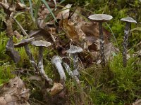 Cortinarius paleifer 1, Paarse pelargoniumgordijnzwam, Saxifraga-Willem van Kruijsbergen