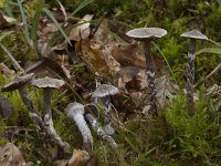 Cortinarius paleifer 3, Paarse pelargoniumgordijnzwam, Saxifraga-Willem van Kruijsbergen