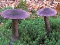 Cortinarius violaceus 1, Violette gordijnzwam, Saxifraga-Jan de Laat