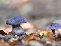 Cortinarius violaceus 22 Violette gordijnzwam, Saxifraga-Luuk Vermeer