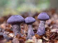 Cortinarius violaceus 23, Violette gordijnzwam, Saxifraga-Luuk Vermeer