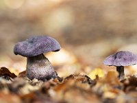 Cortinarius violaceus 7, Violette Gordijnzwam, Saxifraga-Luuk Vermeer