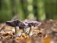 Cortinarius violaceus 9, Violette Gordijnzwam, Saxifraga-Luuk Vermeer
