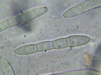 Crocicreas culmicola 3, Slijmspoorkelkje, Micro, Saxifraga-Lucien Rommelaars