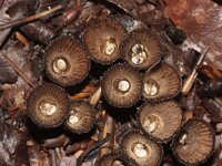 Cyathus striatus 19, Gestreept nestzwammetje, Saxifraga-Foto Fitis-Sytske Dijksen