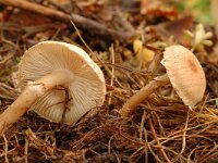 Cystoderma carcharias, Pearly Powdercap