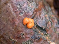 Dacrymyces stillatus 3, Oranje druppelzwam, Saxifraga-Peter Meininger