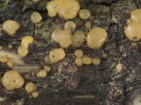 Dacrymyces stillatus 4, Oranje druppelzwam, Saxifraga-Willem van Kruijsbergen