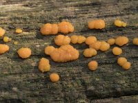 Dacrymyces stillatus 5, Oranje druppelzwam, Saxifraga-Willem van Kruijsbergen