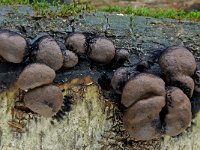 Daldinia vernicosa 1, Glanzende houtskoolzwam, Saxifraga-Lucien Rommelaars