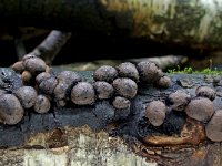 Daldinia vernicosa 3, Glanzende houtskoolzwam, Saxifraga-Lucien Rommelaars