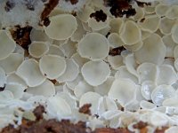 Dasyscyphella nivea 4, Sneeuwwit franjekelkje, Saxifraga-Lucien Rommelaars
