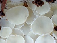 Dasyscyphella nivea 6, Sneeuwwit franjekelkje, Saxifraga-Lucien Rommelaars