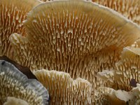 Datronia mollis 3, Wijdporiekurkzwam, Saxifraga-Luuk Vermeer