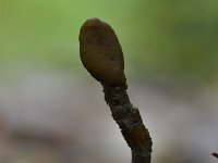 Elaphocordyceps ophioglossoides 5, Zwarte truffelknotszwam, Saxifraga-Luuk Vermeer