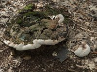Ganoderma adspersum 2, Dikrandtonderzwam, Saxifraga-Willem van Kruijsbergen